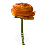 EC Ranunculus Lambada 45cm