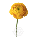 EC Ranunculus Luce 45cm