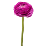 EC Ranunculus Malva 40cm