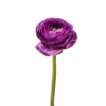EC Ranunculus Milka 40cm