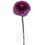 EC Ranunculus Renoir 45cm