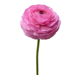 EC Ranunculus Rosa 40cm