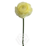 EC Ranunculus Vanilla 50cm