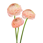 EC Ranunculus Pastello 40cm