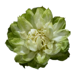R GR VEGGIE 50CM