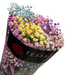 GYPS PA KIPSLILL TINTED MIX IN BUNCH 80CM*10