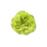 R GR EXOTIX MINT 40CM