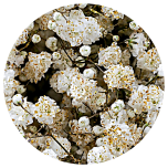 GYPS PA KIPSLILL GLITTER GOLD 80CM 1000GR