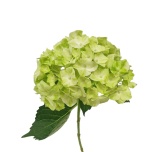 HYDR. HORTENSIA PREMIUM PAINT LIGHT GREEN 60CM (EC)