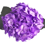 HYDR. HORTENSIA PREMIUM PAINT LIGHT LAVANDER 60CM (EC)