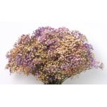 GYPS PA KIPSLILL TINTED FALL RAINBOW 80CM 1000GR