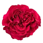 R GR MAYRA HOT PINK 50CM