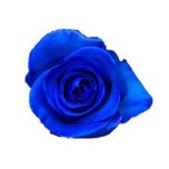 R GR TINTED BLUE 70CM