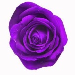 R GR TINTED PURPLE 70CM