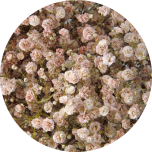 GYPS PA KIPSLILL TINTED PEACH 1000GR 80CM