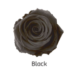 Stabiliseeritud roos GRANDE 6tk BLACK