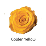 Stabiliseeritud roos GRANDE 6tk GOLDEN YELLOW