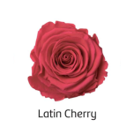 Stabiliseeritud roos GRANDE 6tk karbis LATIN CHERRY