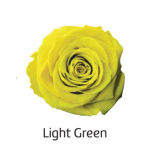 Stabiliseeritud roos GRANDE 6tk LIGHT GREEN
