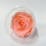 Stabiliseeritud roos LOTE 1tk LIGHT PINK