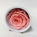 Stabiliseeritud roos MONALISA 1tk BABY PINK