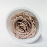 Stabiliseeritud roos MONALISA 1tk SAND BEIGE