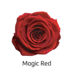 Stabiliseeritud roos GRANDE 6tk MAGIC RED
