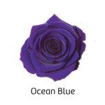 Stabiliseeritud roos GRANDE 6tk OCEAN BLUE
