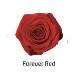 Stabiliseeritud roos GRANDE 6tk FOREVER RED