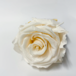 Stabiliseeritud roos XL 1tk IVORY