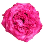 R GR PURPLE CROWN 40CM