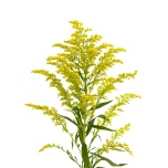 EC Solidago Yellow Tara 40g 70cm*25