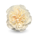 R GR VICKY GARDEN 50CM