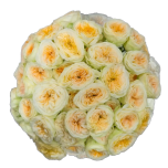 R TR WINKLE ALLURE 50CM