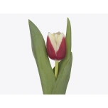 Tulp si Hema