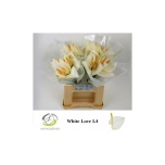 Anthurium Flamingolill White Love 45cm