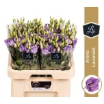 Eustoma Preeriakell Arena Lavender