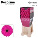 Gerbera MINI Diamond Anna*20