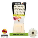 Gerbera GS Garden Ghost*15