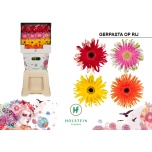 Gerbera KV Pasta mix*15