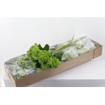 Hydrangea Hortensia ov Green 60cm*5