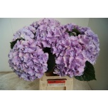 Hydrangea Hortensia Royal Benefit Milka 60cm*5