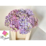 Hydrangea Hortensia Royal Majesty Blue 50cm*5