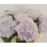 Hydrangea Hortensia My Pinktouch 60cm*5