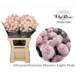 Chrysanthemum Krüsanteem SP paint Mosaic Light Pink*5