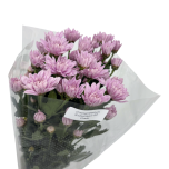 Chrysanthemum Krüsanteem SP Grade*5