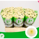 Chrysanthemum Krüsanteem SANTINI Williams White*25