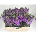 Matthiola Levkoi Figaro