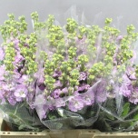 Matthiola Levkoi Pink Light