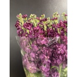 Matthiola Levkoi Purple